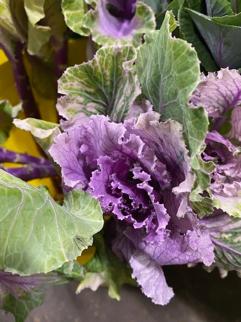 purple kale x 5 