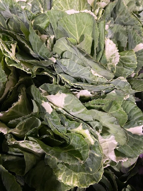 white kale x5 stems 