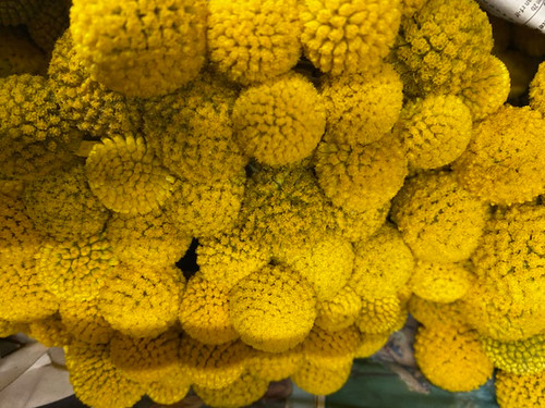 (Also known as Craspedia), are globe shaped blooms that rest on top of a thin, yet sturdy stem.