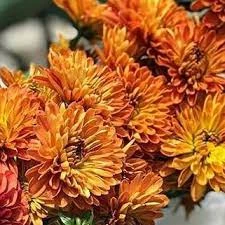 autumn colored cushion 