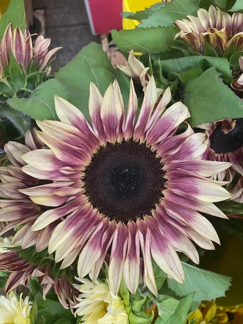 plum sunflowers med x5