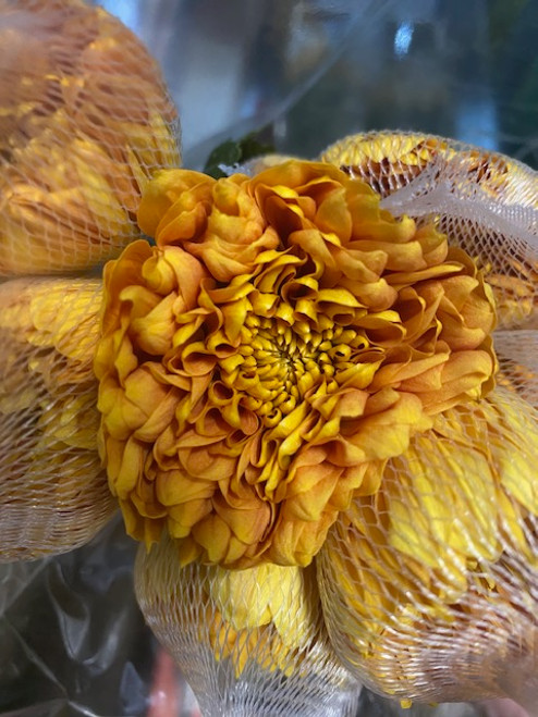 beige cremon fall colored 