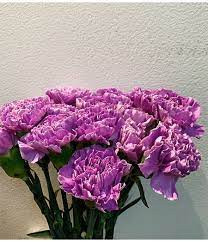 lavender Carnations packed 25/bu