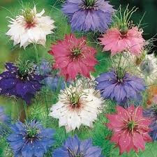 nigella