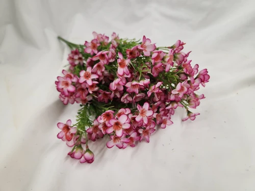 Silk Wax Flower Bush