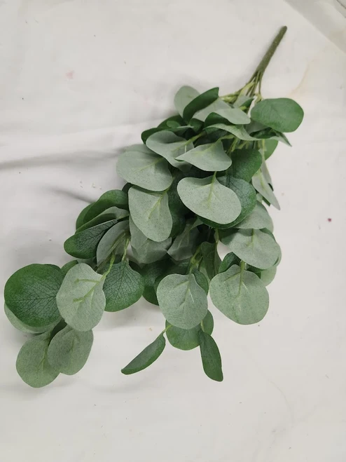 Silver Dollar Euc Bush 