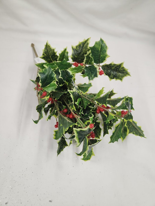 Variegated Holly Bush Vine