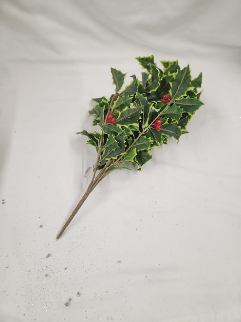 Variegated Holly Bush Vine