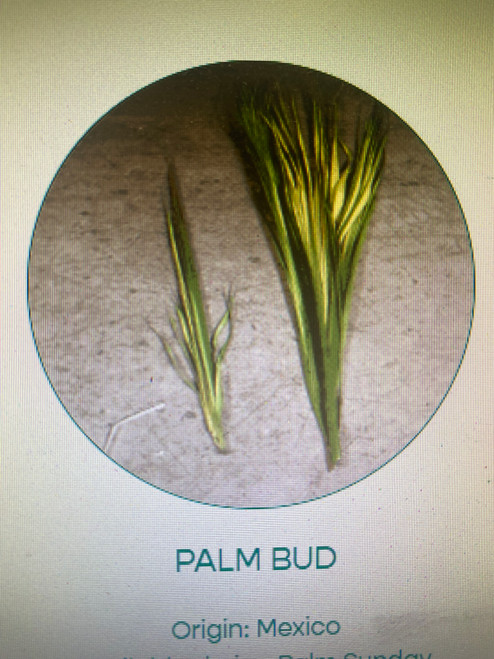 Palm Buds are pulled apart to make strips for Palm Sunday. the are roughly 75 strips per palm.