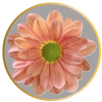 Tequila Sunrise Daisy Pomp is salmon in color and comes 7 stems to a bunch 
