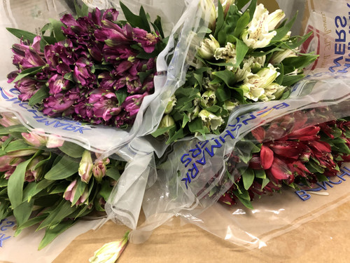 Alstroemaria - Luv Pack @ 8