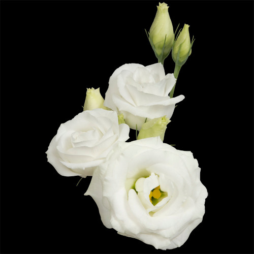 The Lisianthus flower, with its abundant white layered petals are packed with 10 stems to a bunch.
