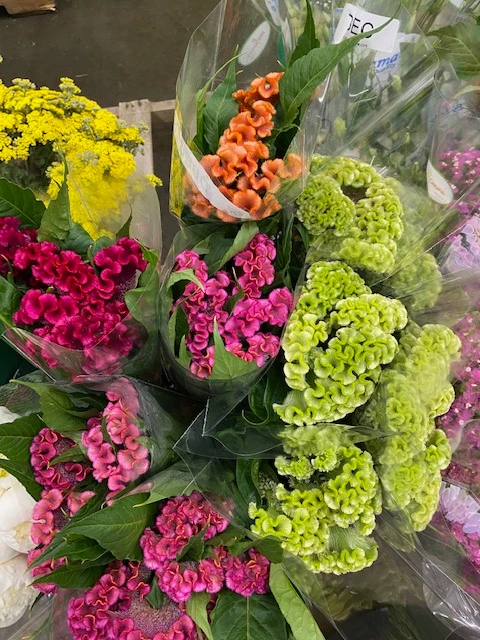 coxcomb x 5 stems is a small genus of edible and ornamental plants in the amaranth family, Amaranthaceae. Its species are commonly known as woolflowers, or, if the flower heads are crested by fasciation, cockscombs. 