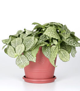 Fittonia