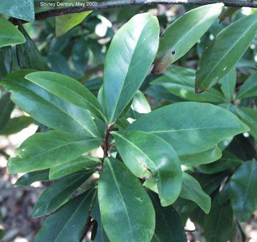 Ardisia