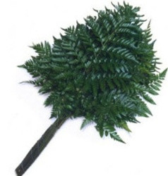 The 6 to 20-inch, glossy, dark green, lacy, triangular fronds are often used as foundations for elegant arrangements and as background material for corsages. Packed 25 stems to a bunch.