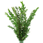 Myrtle has small dense foliage that cover the entire length of the 18-24 inch stem