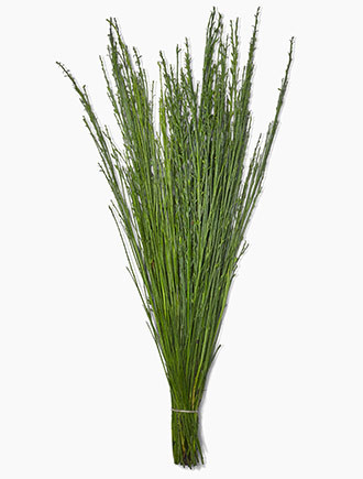 Scotch broom is a shrub slender and stiff branches