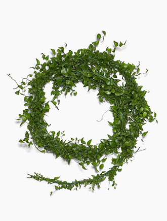 a climbing asparagus, and a  decorative foliage for weddings.