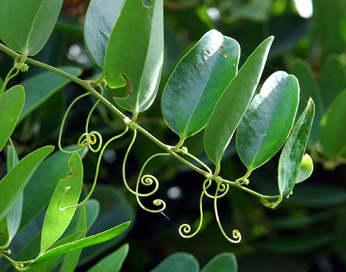 a climbing asparagus, and a  decorative foliage for weddings.