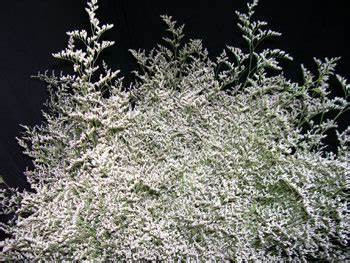 Limonium Caspia Misty White Dbec Wholesale Com