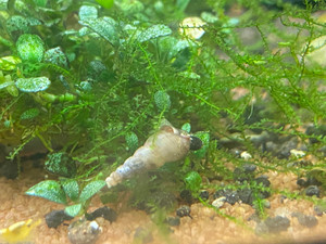 Malaysian Trumpet Snails (10) Malaysian Trumpet Snails (10)
