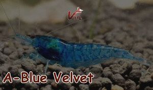 Blue Velvet Neocaridina Blue Velvet Neocaridina