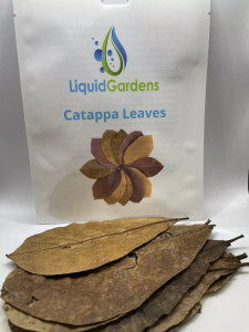 Catappa Leaves (indian Almond) 10 count Catappa Leaves (indian Almond) 10 count
