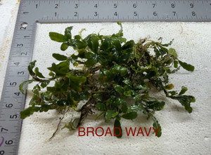 Broad Wavy Broad Wavy