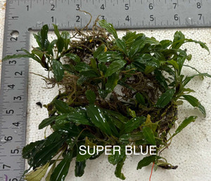 Super Blue Super Blue