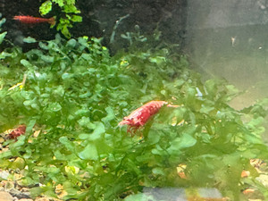 Susswasertang Susswasertang