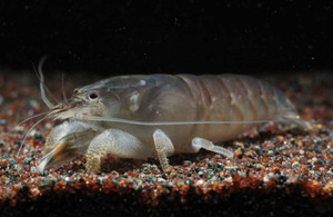 1 Vampire Shrimp (Atya Gabonensis)
