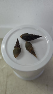 Prambanan Snails (Thiara winteri) 