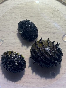 King Koopa Nerite / Durian Snail (Neritina Juttingae)