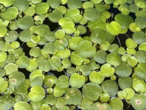 Amazon Frogbit