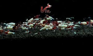 Red Pinto Mix Random Patterns Red Pinto Mix Random Patterns