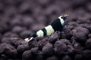 Black Panda/King Kong Taiwan Bee Black Panda/King Kong Taiwan Bee