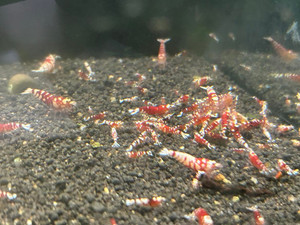 Red Fancy Tiger S grade Red Fancy Tiger S grade