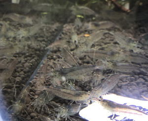 AMANO SHRIMP MEDIUM-LARGE