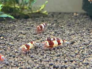 Red Taiwan Bee Panda / King kong mix Red Taiwan Bee Panda / King kong mix