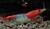 Red Rili  Neocaridina Red Rili  Neocaridina
