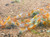 Orange Rili Neocaridina Orange Rili Neocaridina