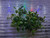 Needle leaf