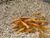 24K GOLDEN Neocaridina
