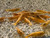 24K GOLDEN Neocaridina