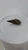 Prambanan Snails (Thiara winteri) 