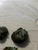 Sun Thorn Nerite (Clithon Donovani)