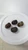 Batik Nerite Snail (Neritina Variegata)