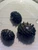 King Koopa Nerite / Durian Snail (Neritina Juttingae)