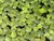 Amazon Frogbit